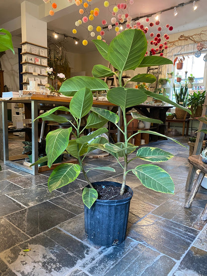 10&quot; Ficus Alitissima Yellow Gem - MIKAFleurPlant