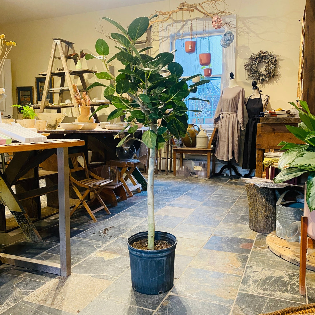 10&quot; Ficus Audrey - MIKAFleurPlant