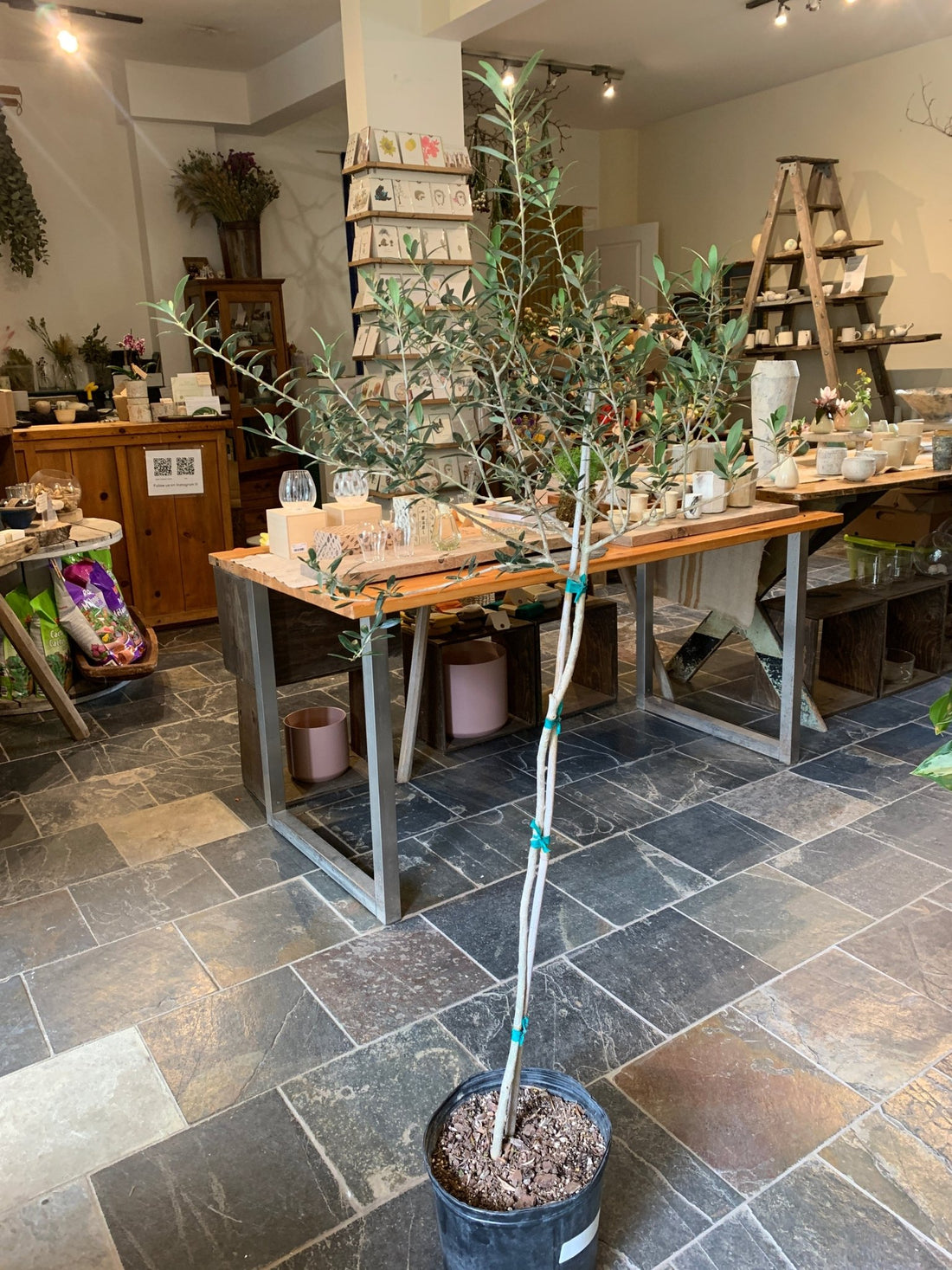 10&quot; Olive Tree - MIKAFleur