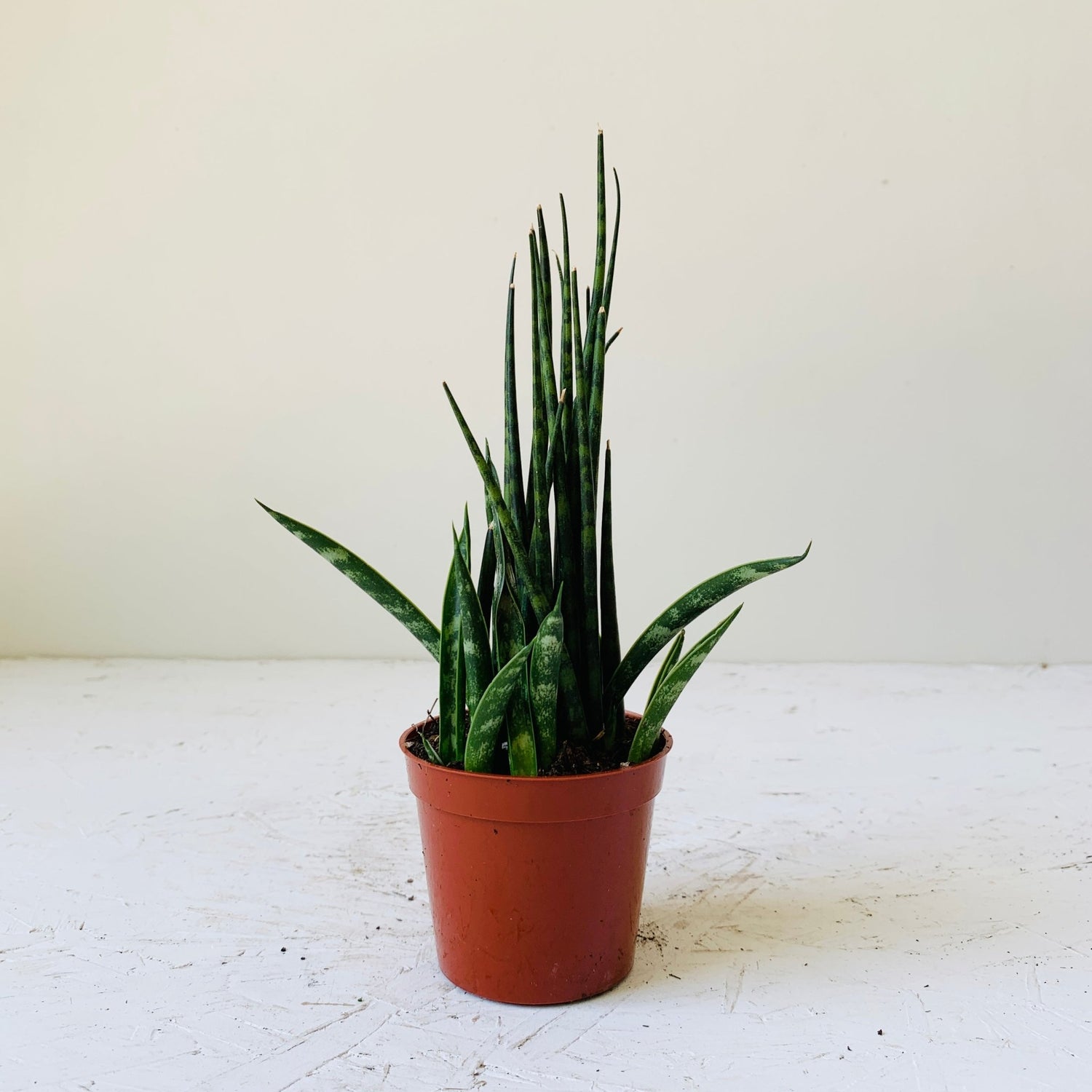 2.5&quot; Sansevieria Mikado Fernwood - MIKAFleurPlant