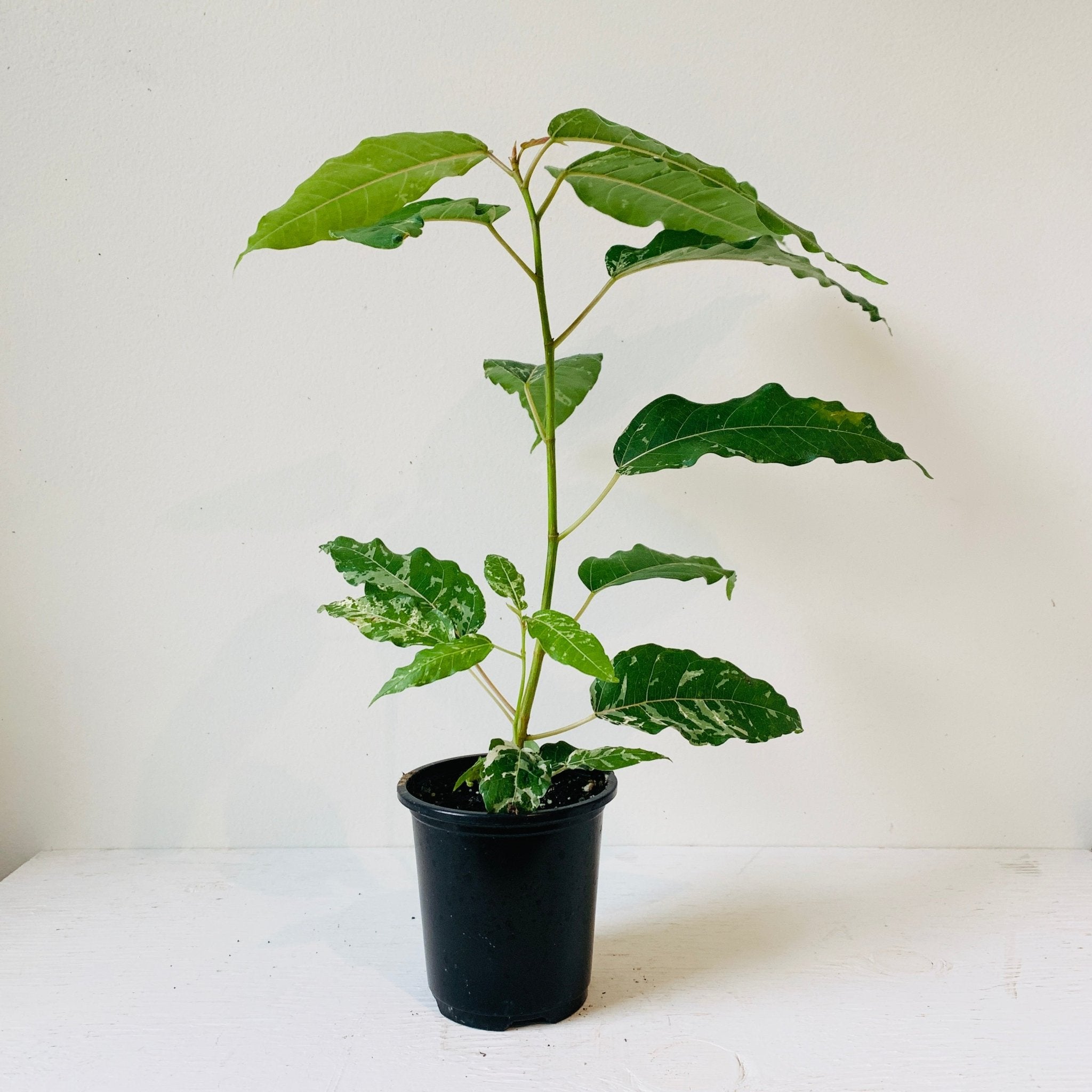 3.5&quot; Ficus Aspera Variegated - MIKAFleur