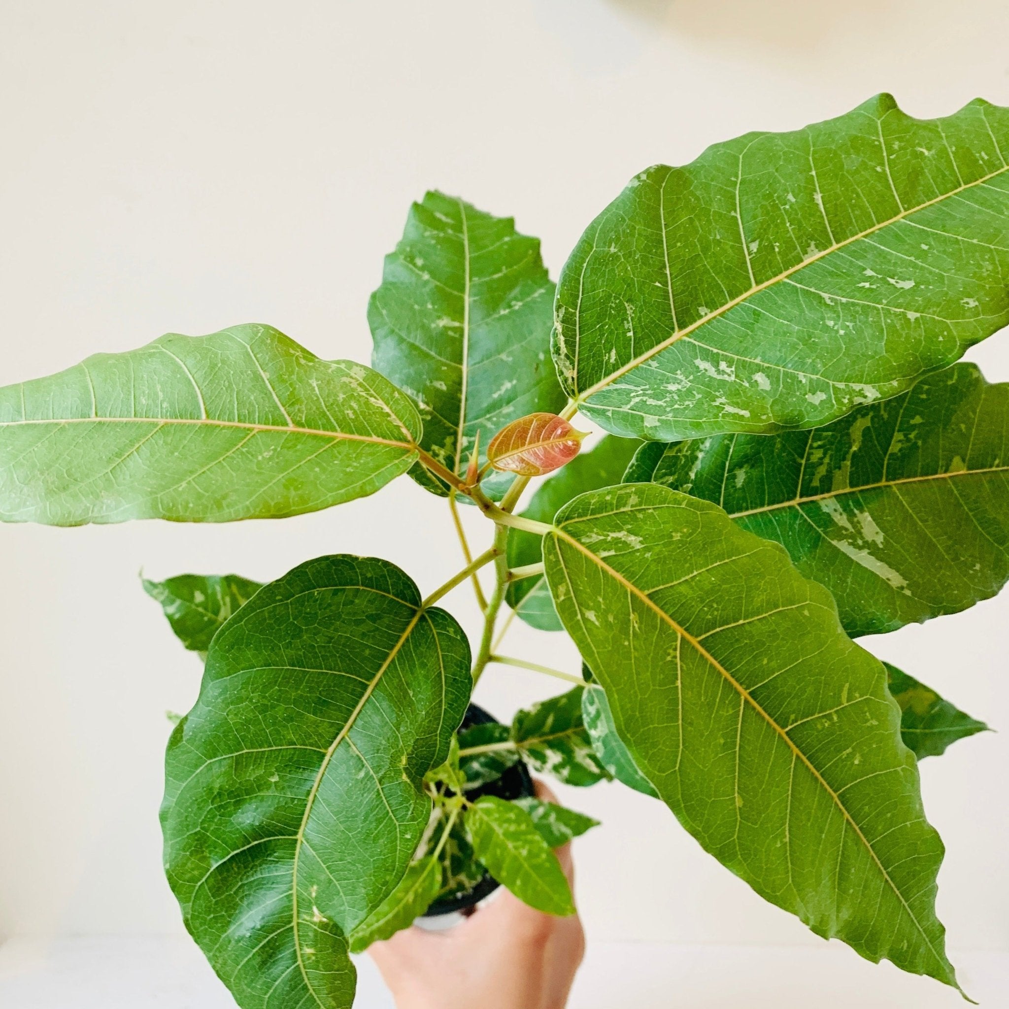 3.5&quot; Ficus Aspera Variegated - MIKAFleur