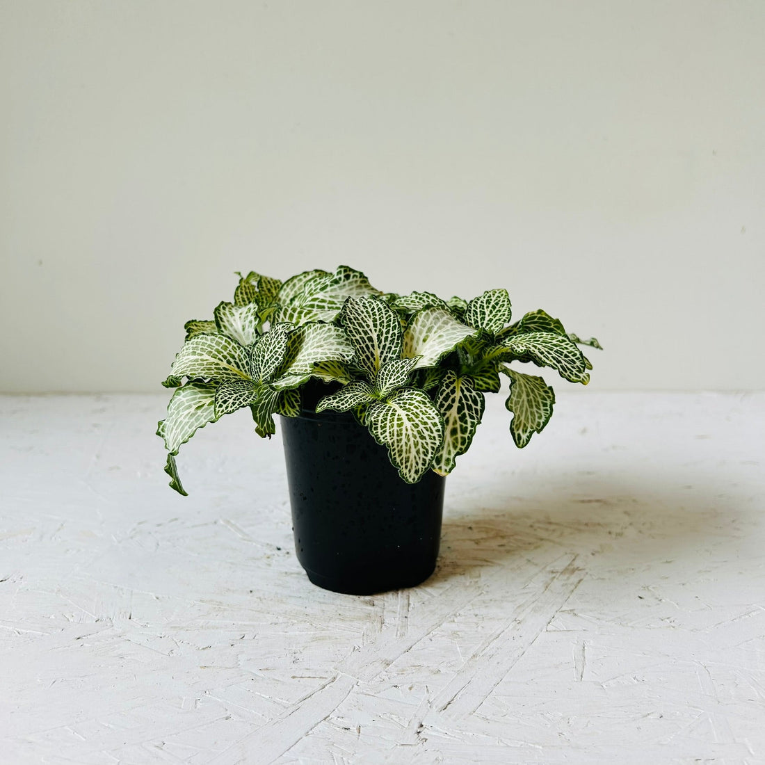 3.5&quot; Fittonia - MIKAFleur