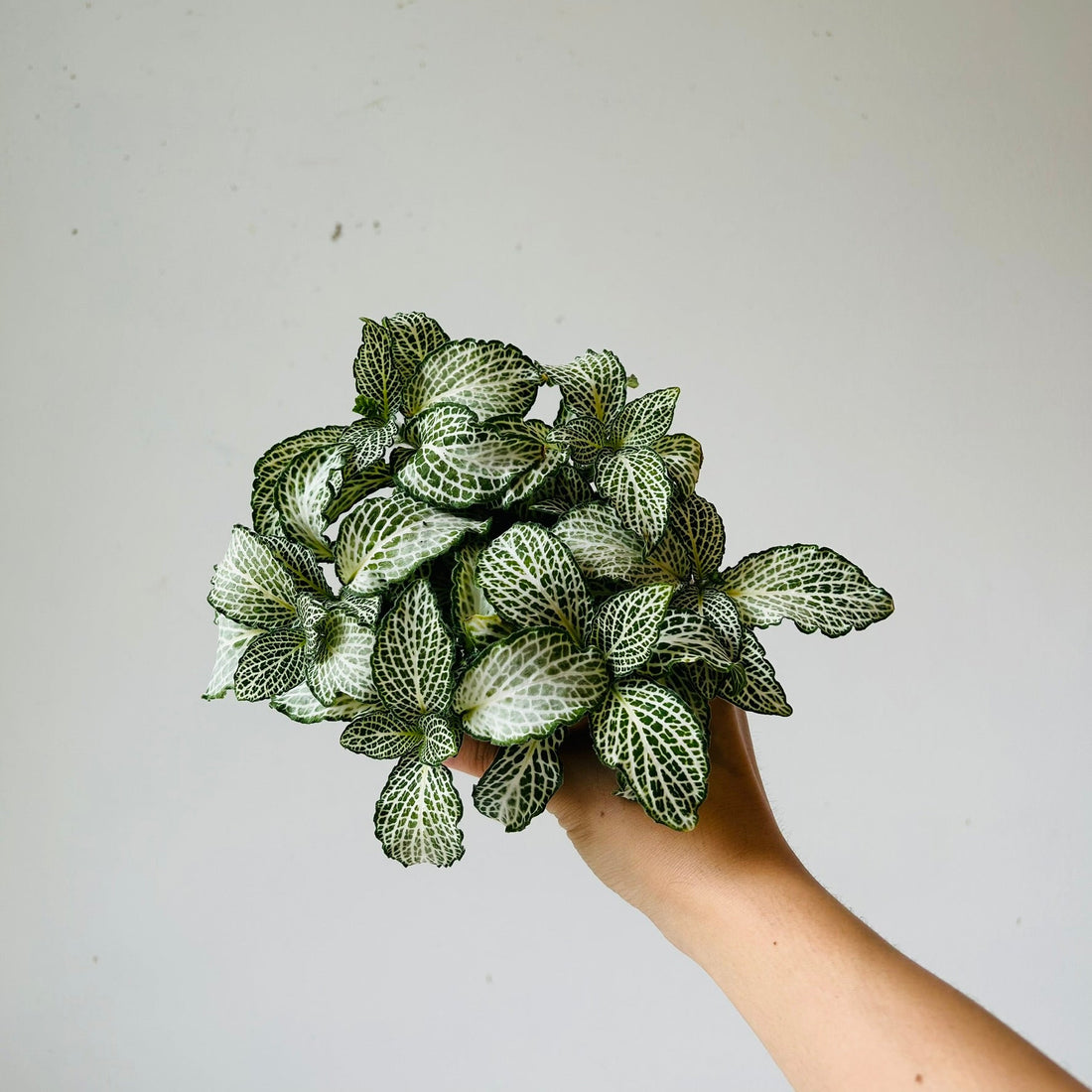 3.5&quot; Fittonia - MIKAFleur