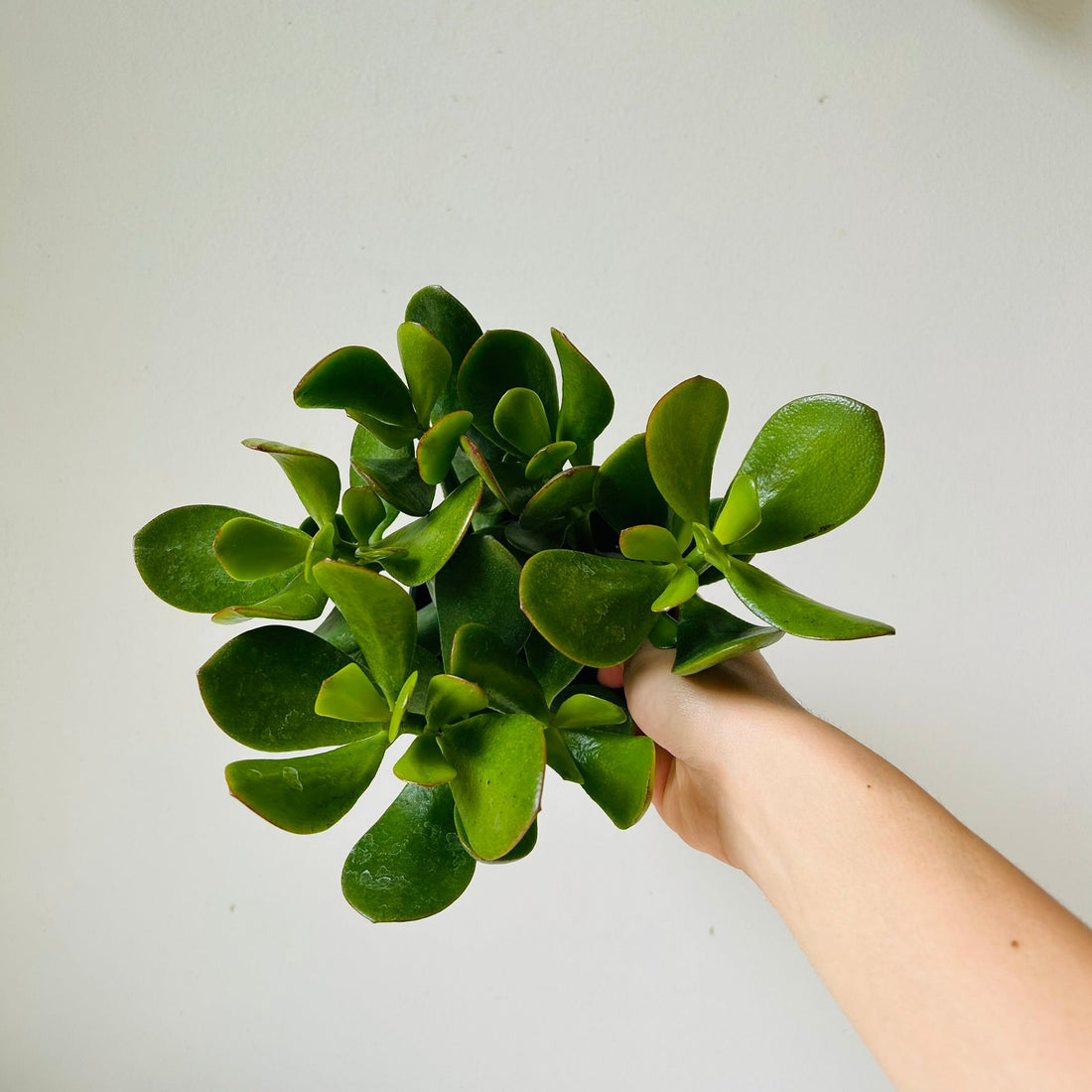 3.5&quot; Jade Plant - MIKAFleur