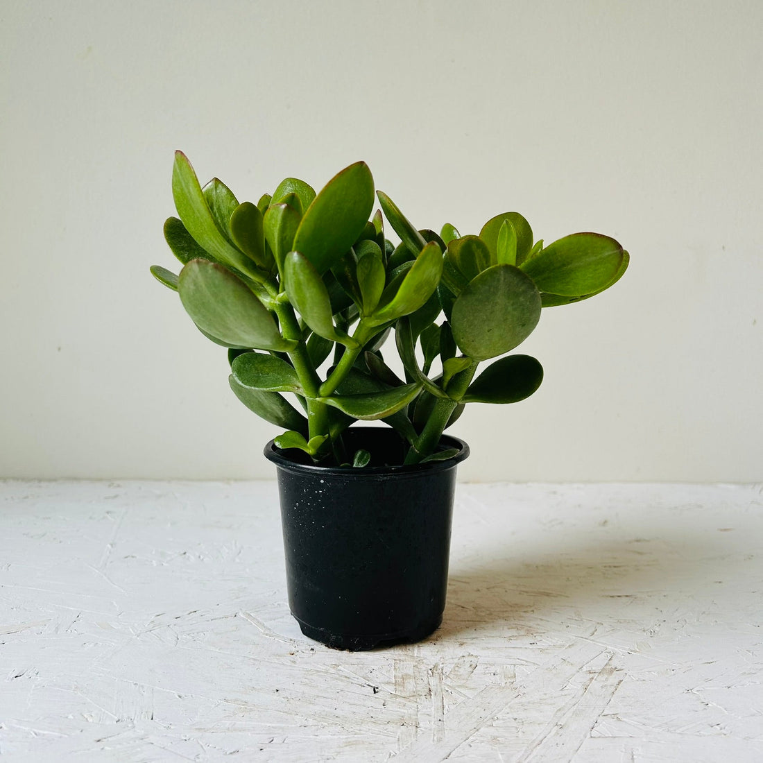 3.5&quot; Jade Plant - MIKAFleur