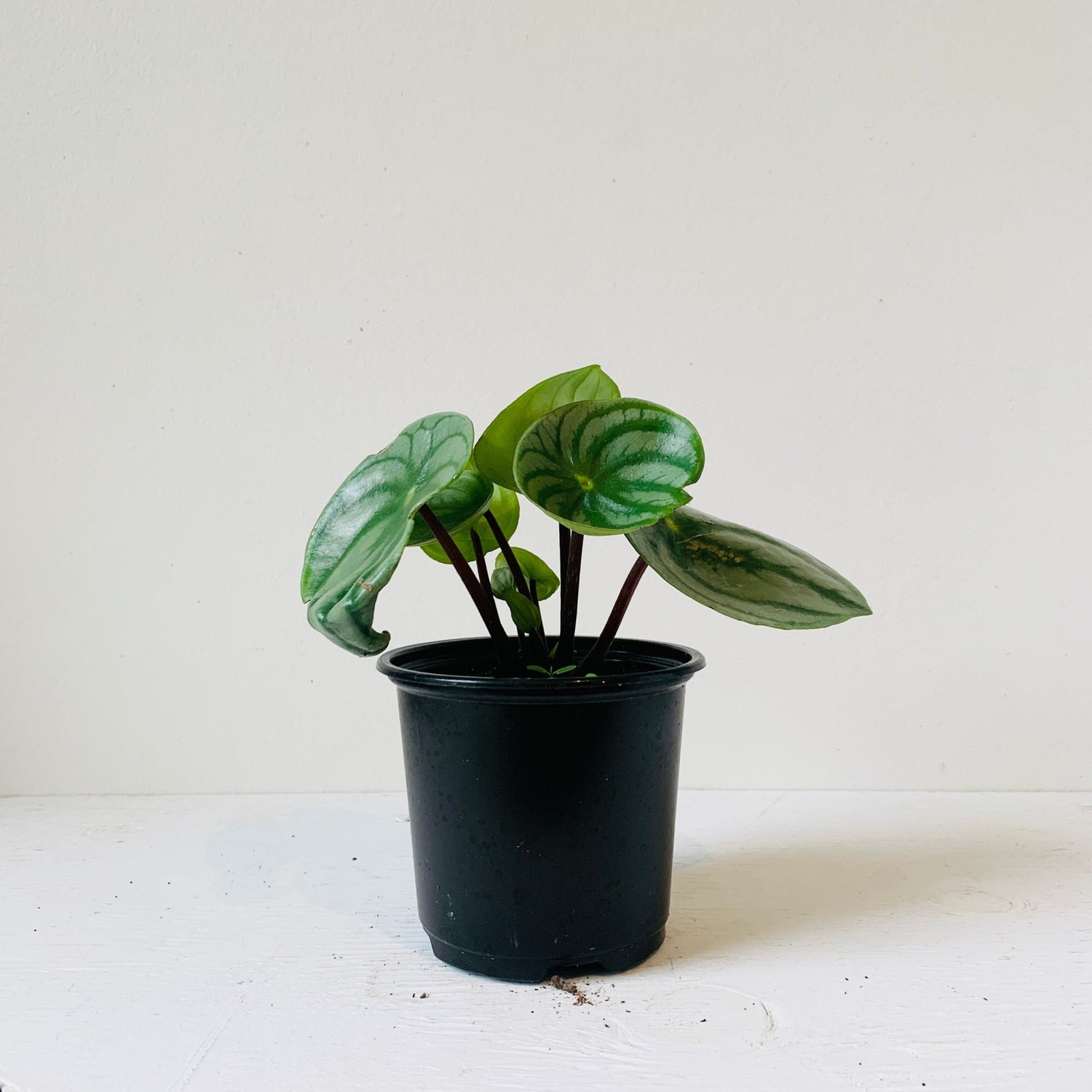 3.5” Peperomia Watermelon in HB (pet friendly) - MIKAFleur