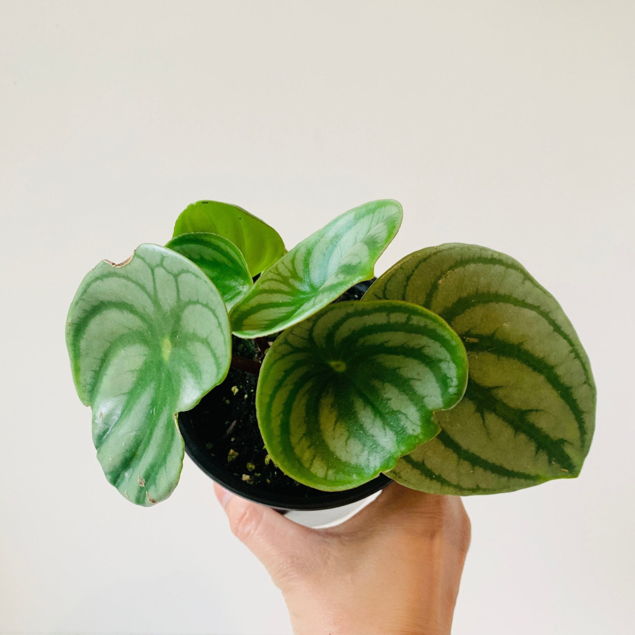 3.5” Peperomia Watermelon in HB (pet friendly) - MIKAFleur