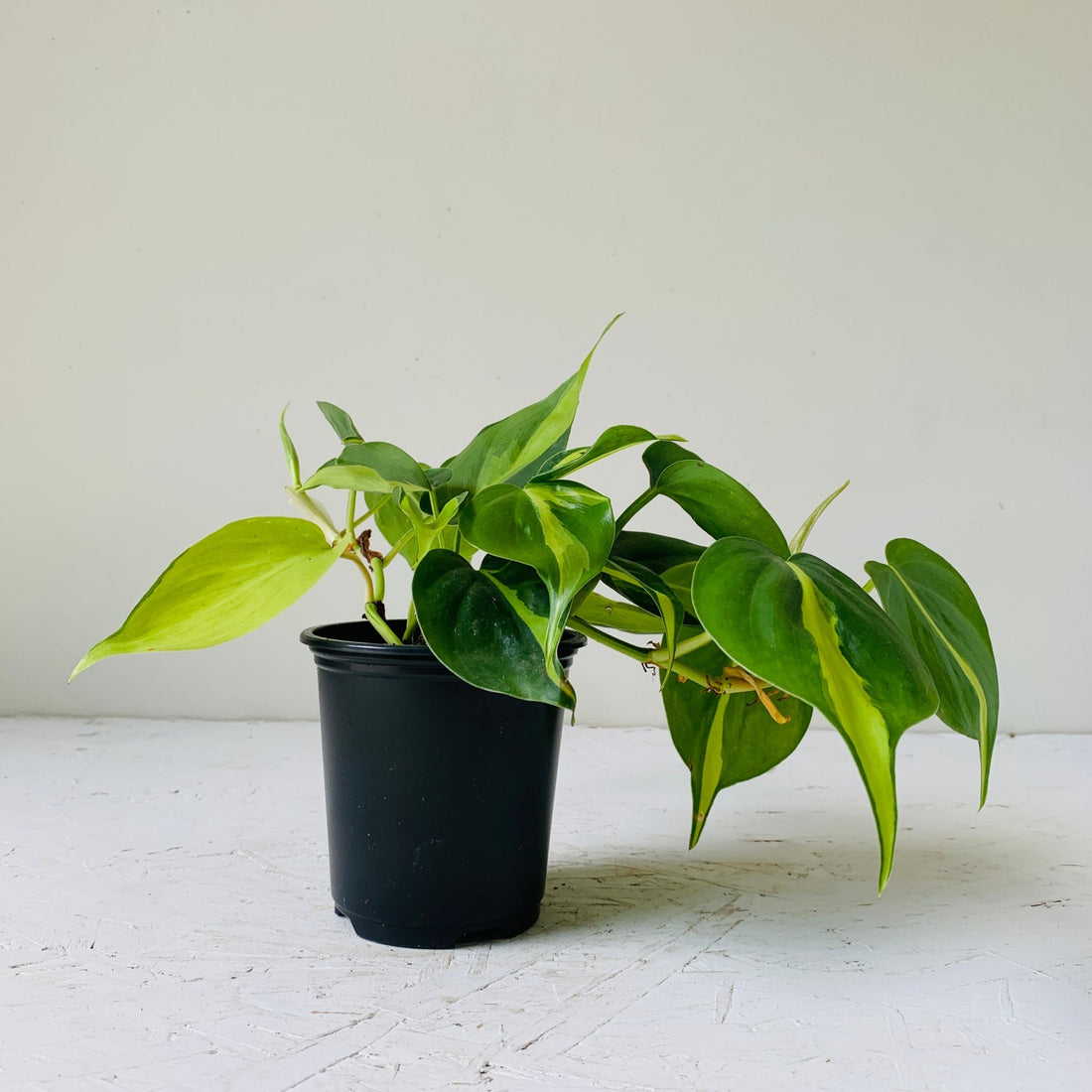 3.5&quot; Philodendron Brasil - MIKAFleurPlants