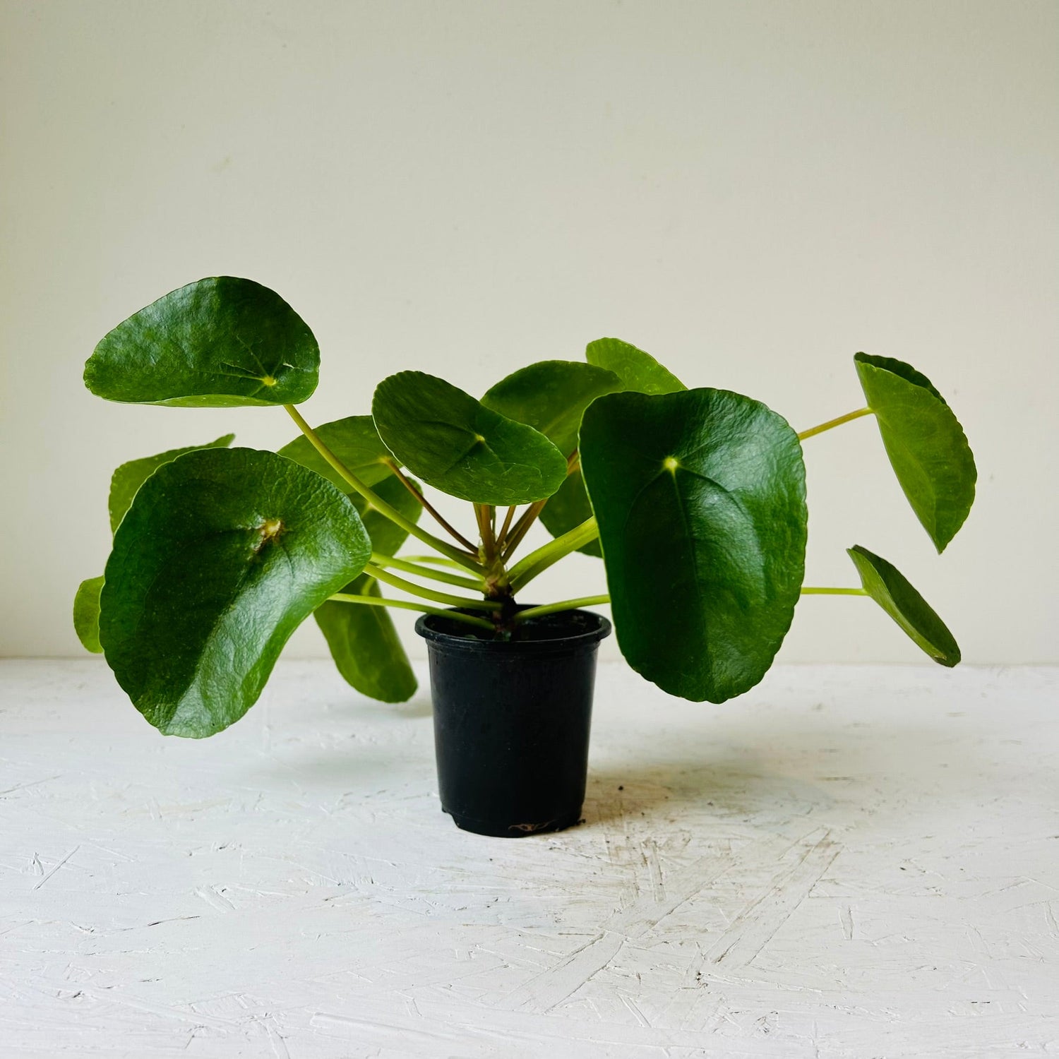 3.5” Pilea Peperomioides (Chinese money plant) - MIKAFleurPlant