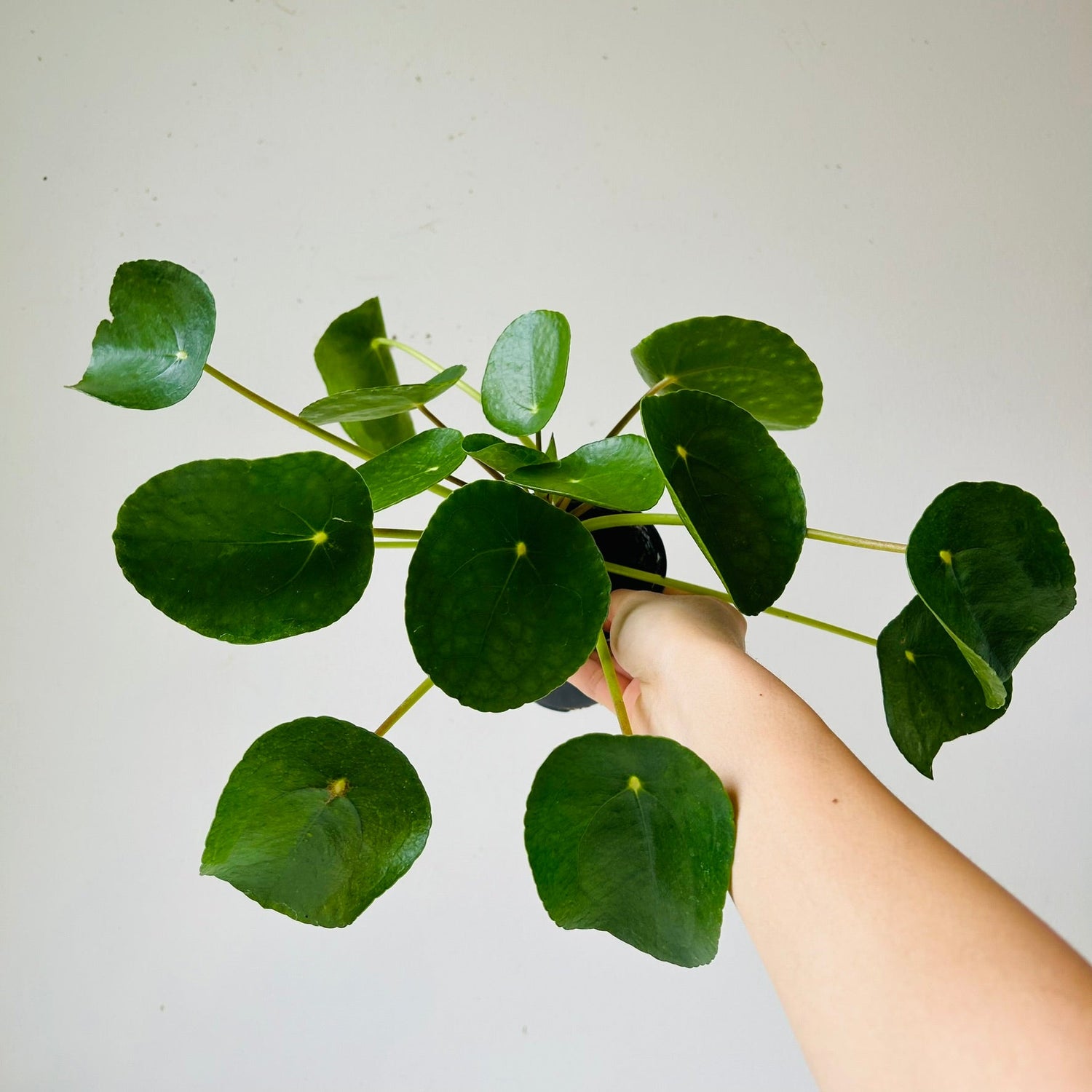 3.5” Pilea Peperomioides (Chinese money plant) - MIKAFleurPlant