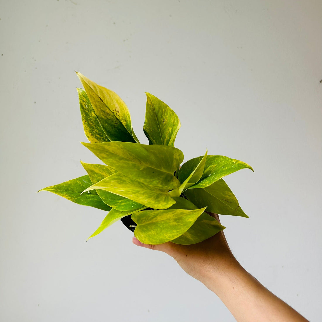 3.5&quot; Pothos Teruno Kaguya Lemine - MIKAFleurPlant