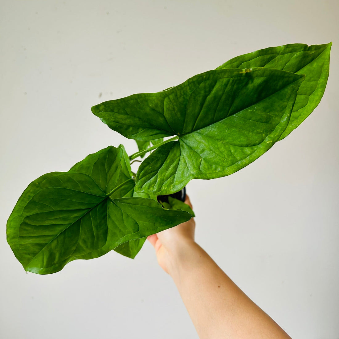 3.5&quot; Syngonium podophylum Mojito - MIKAFleurPlant