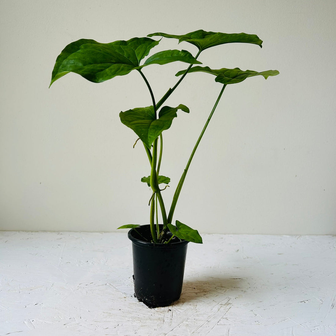 3.5&quot; Syngonium podophylum Mojito - MIKAFleurPlant