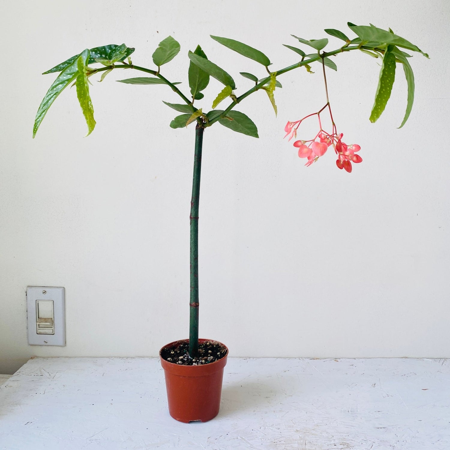 4&quot; Begonia Tamaya Pink Pergola - MIKAFleurPlant