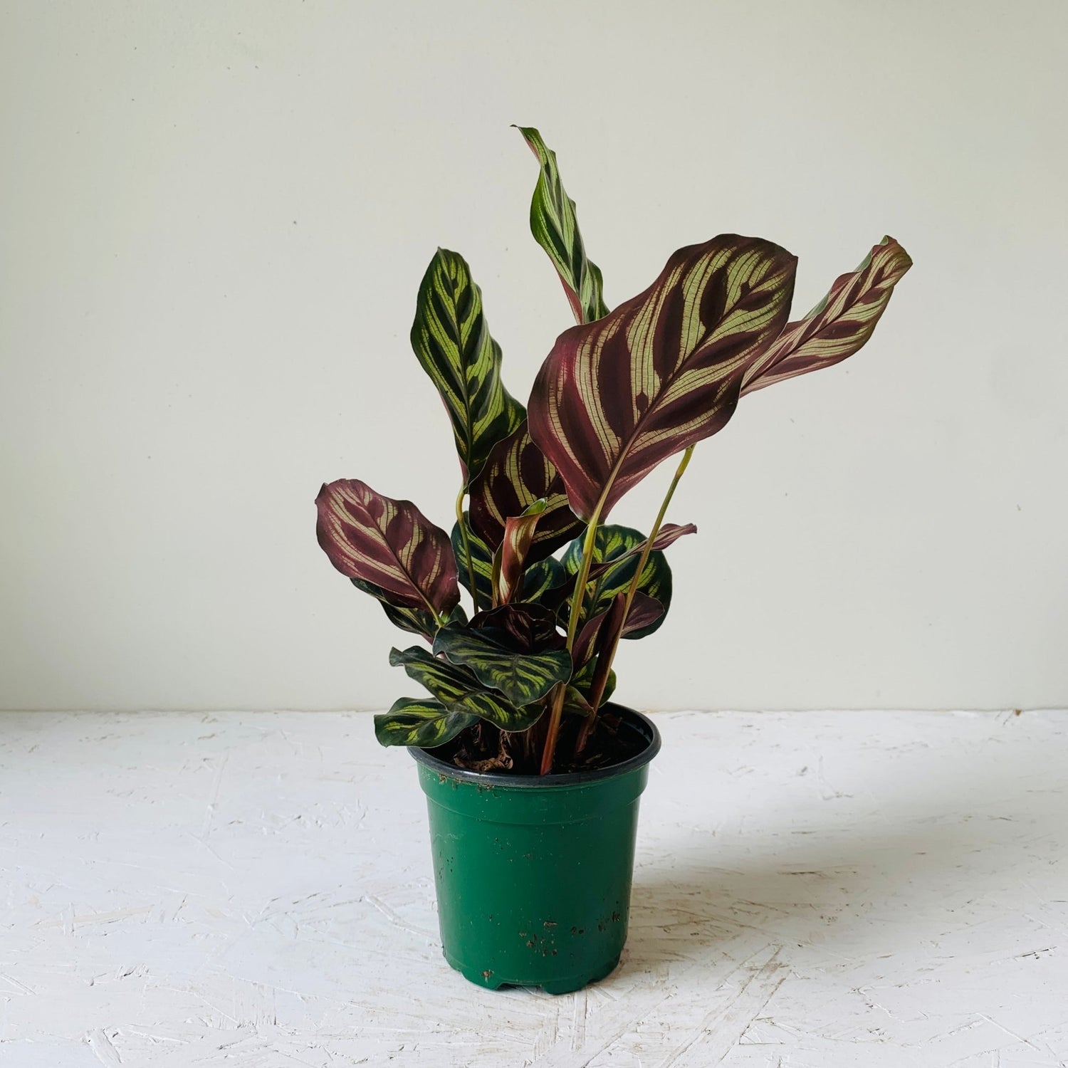 4&quot; Calathea Makoyana - MIKAFleur