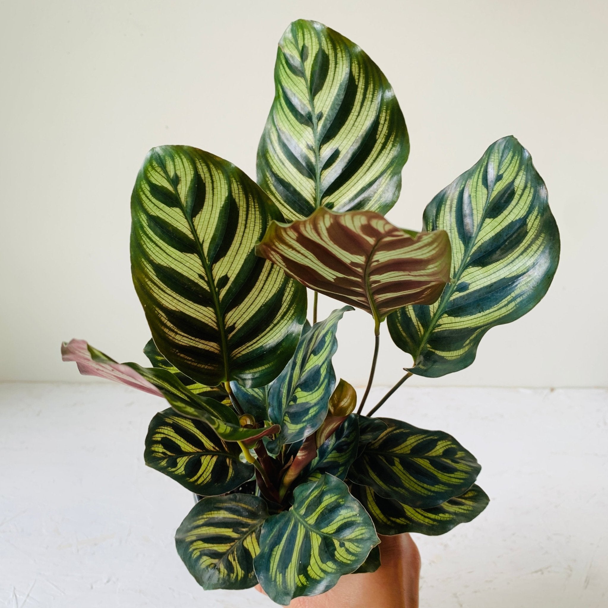 4&quot; Calathea Makoyana - MIKAFleur