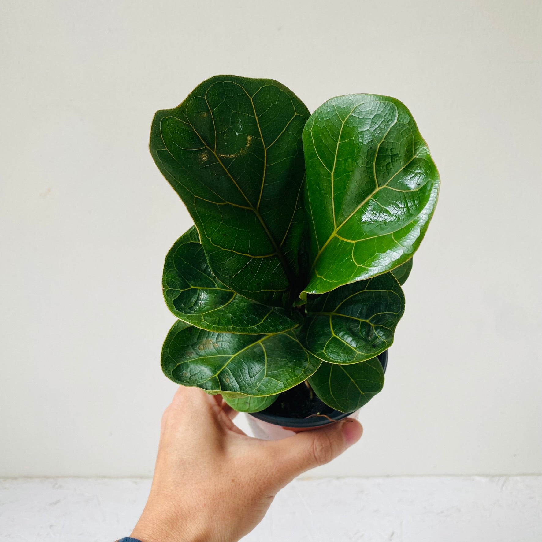 4&quot; Ficus Lyrata Bambino - MIKAFleurPlant