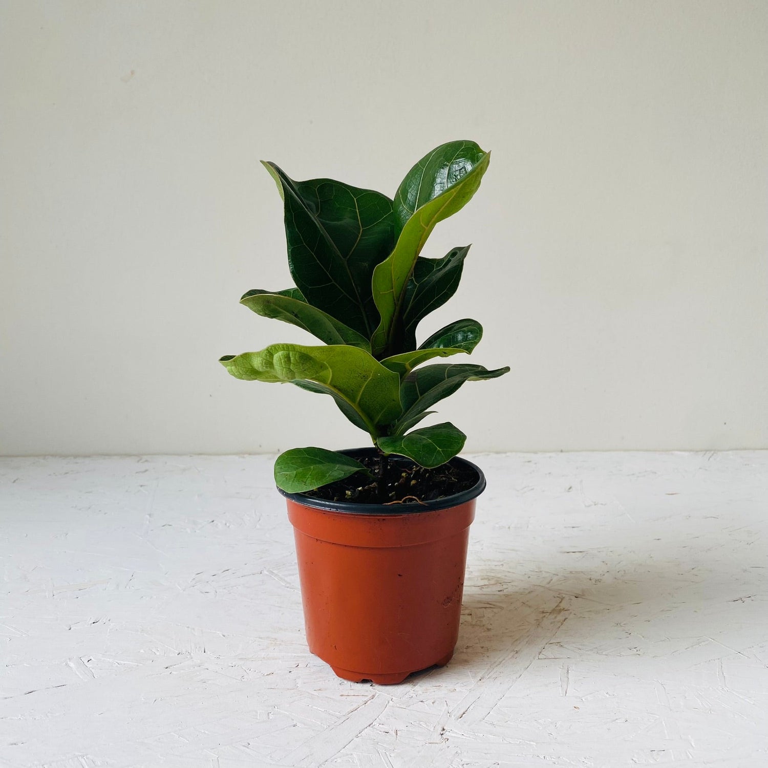 4&quot; Ficus Lyrata Bambino - MIKAFleurPlant