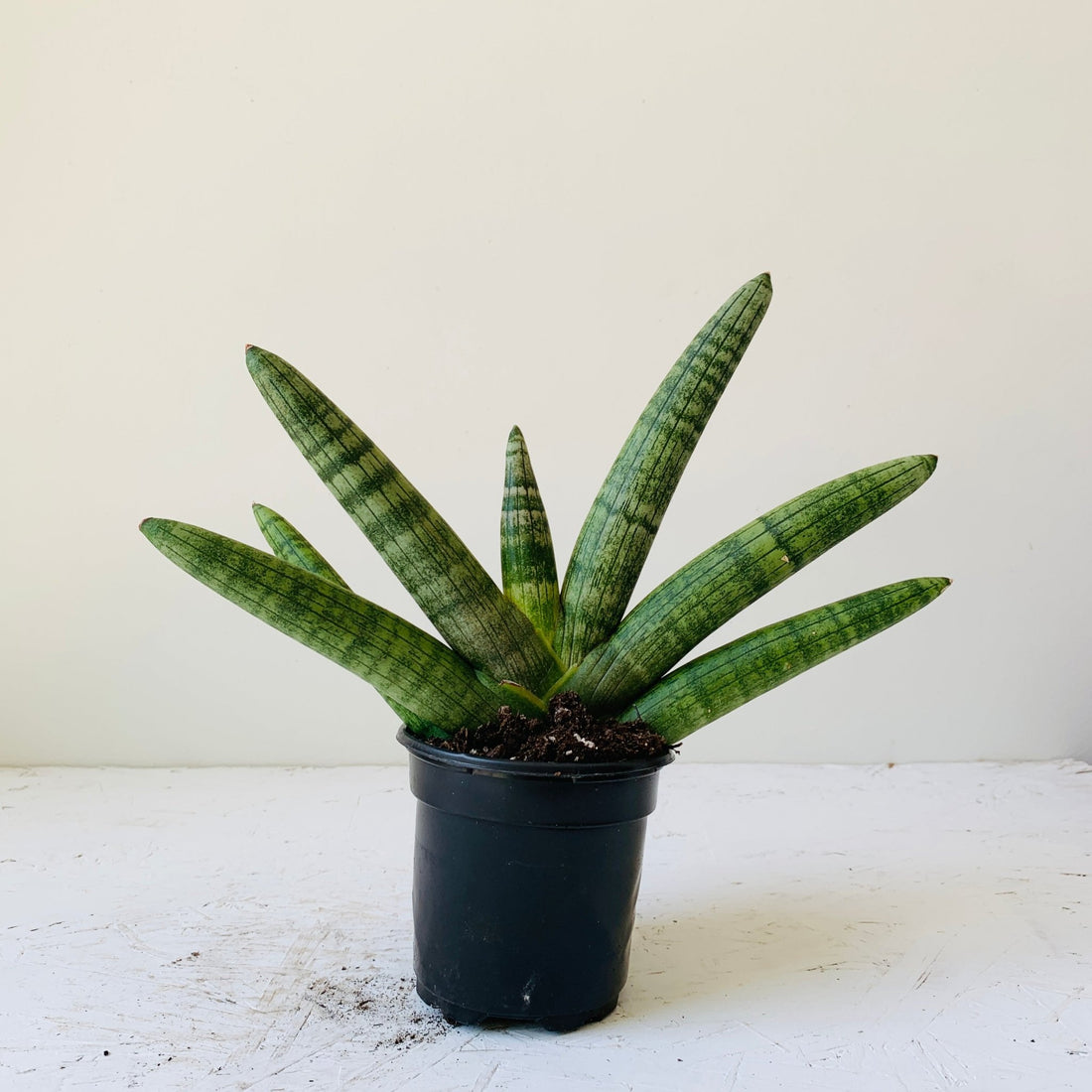 4&quot; Sansevieria Starfish - MIKAFleurPlant