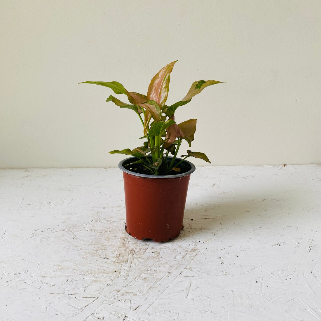 4&quot; Syngonium Pink Splash - MIKAFleurPlant