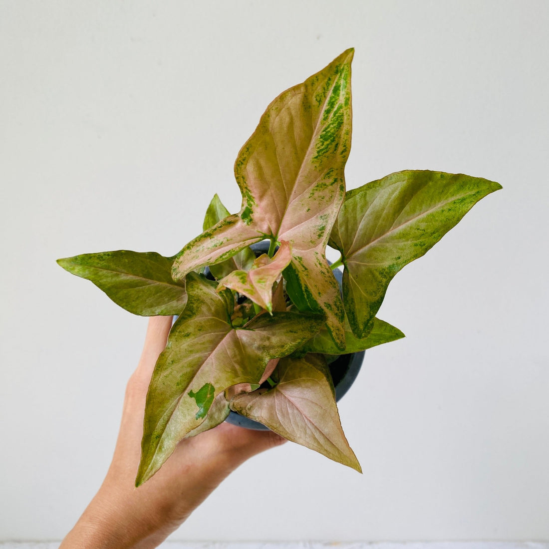 4&quot; Syngonium Pink Splash - MIKAFleurPlant