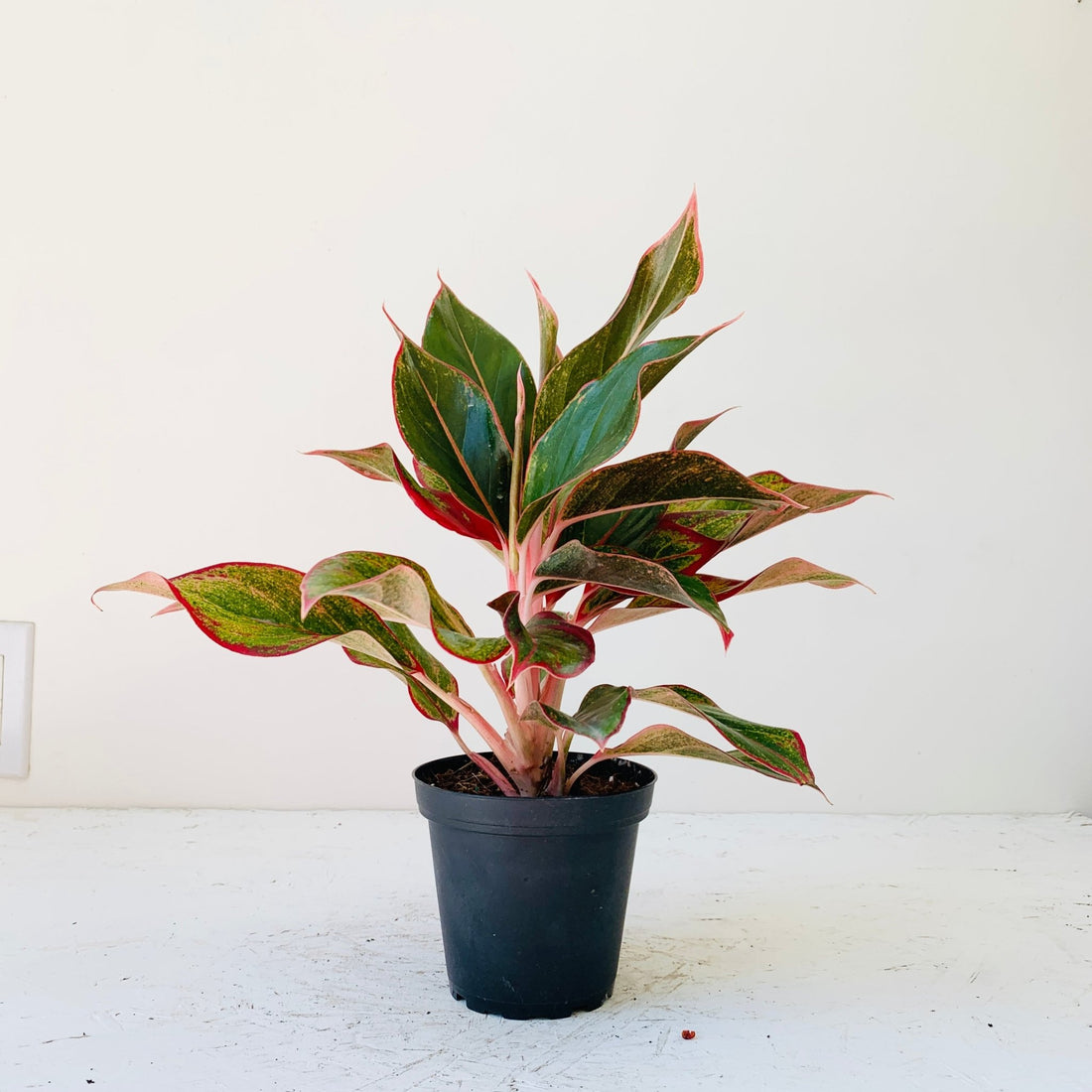 5&quot; Chinese evergreen &quot;Red siam&quot; - MIKAFleur