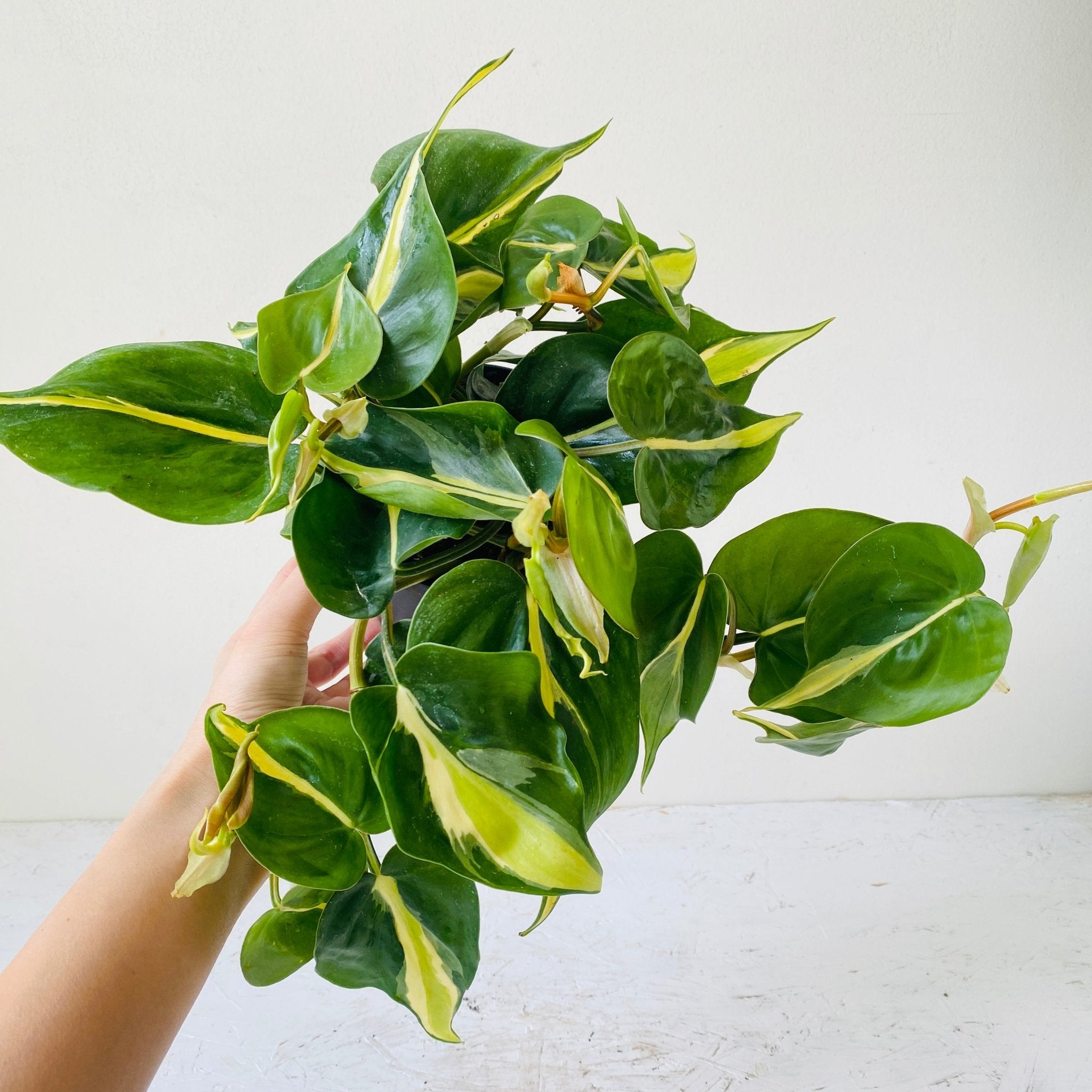 5&quot; Philodendron Silver Stripe - MIKAFleurPlants