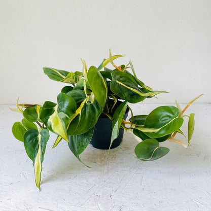 5&quot; Philodendron Silver Stripe - MIKAFleurPlants