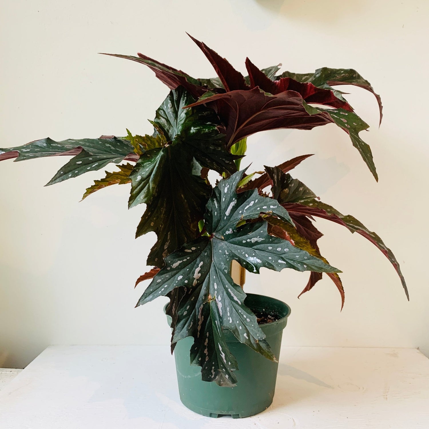 6&quot; Begonia Angel wing - MIKAFleurPlant