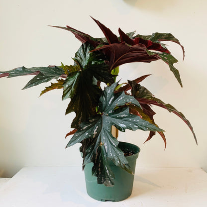 6&quot; Begonia Angel wing - MIKAFleurPlant