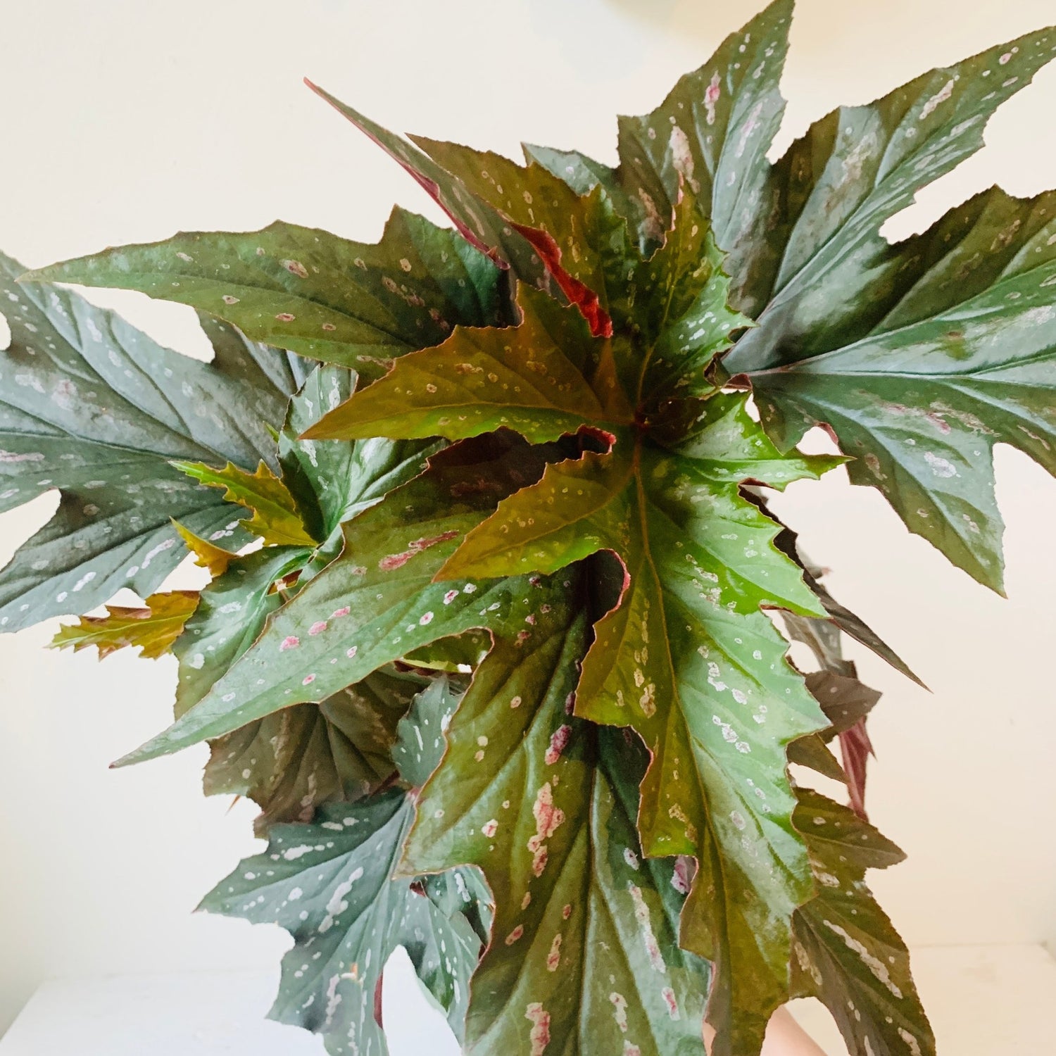 6&quot; Begonia Angel wing - MIKAFleurPlant