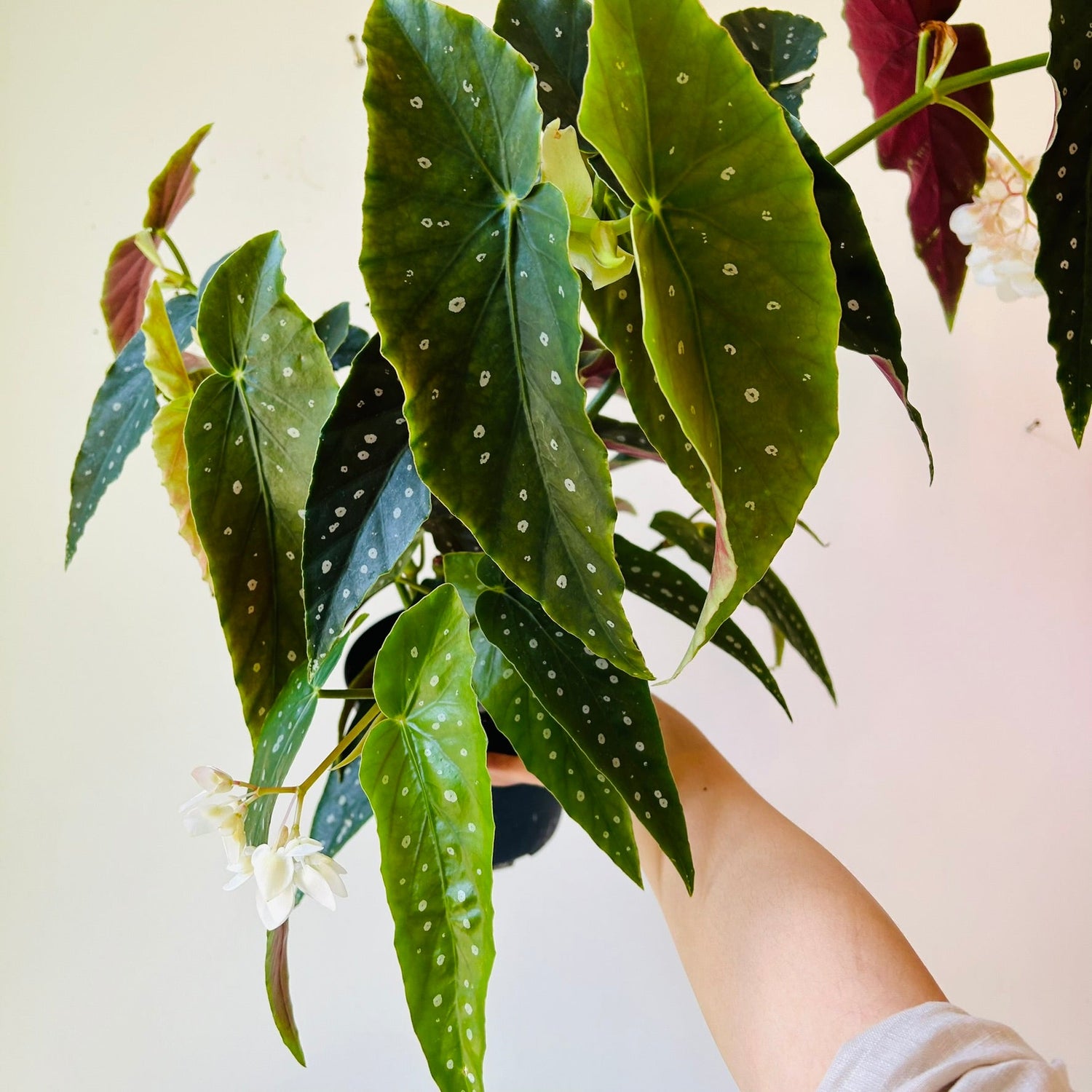 6&quot; Begonia Maculata - MIKAFleurPlant