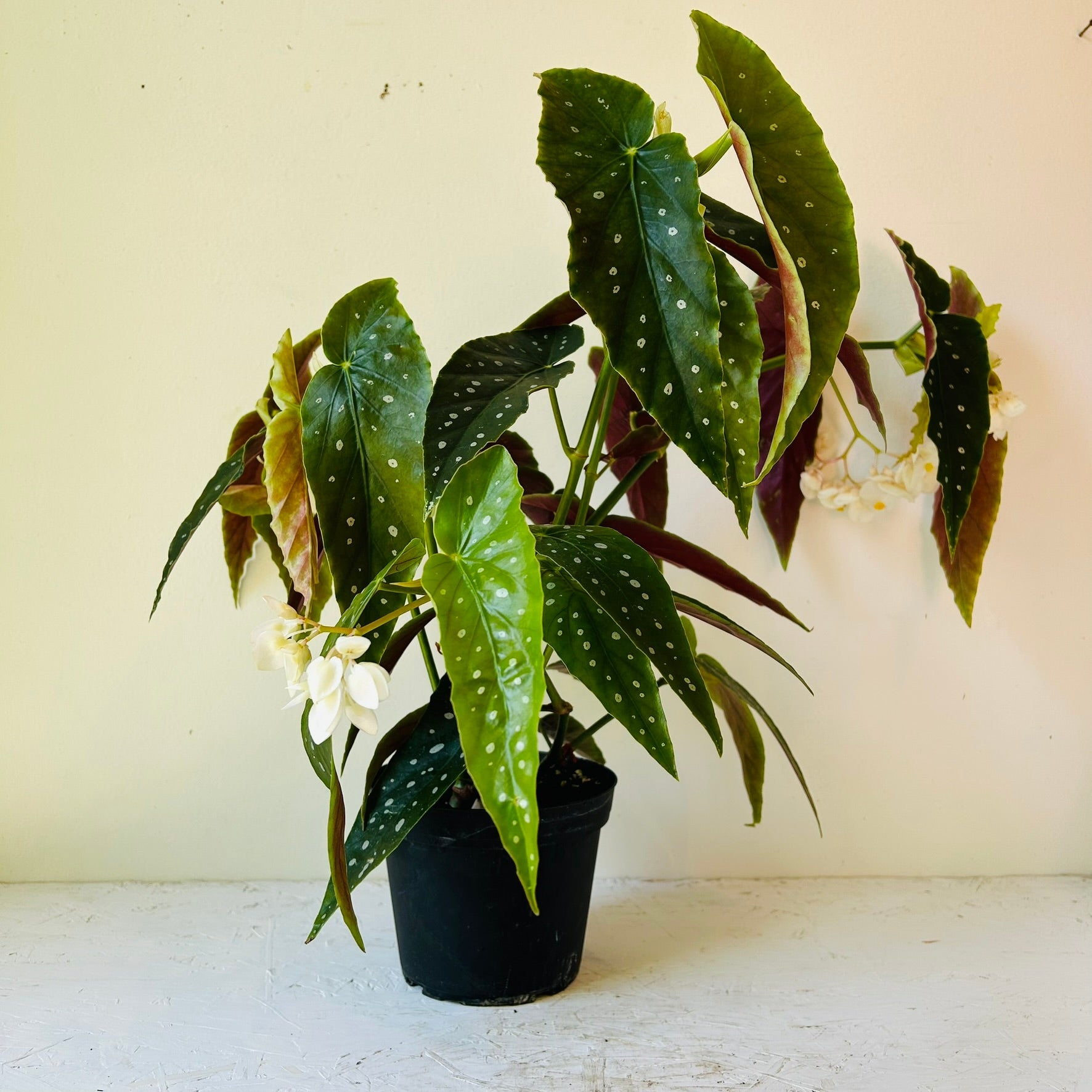 6&quot; Begonia Maculata - MIKAFleurPlant