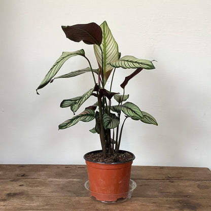 6&quot; Calathea Whitestar - MIKAFleurPlants