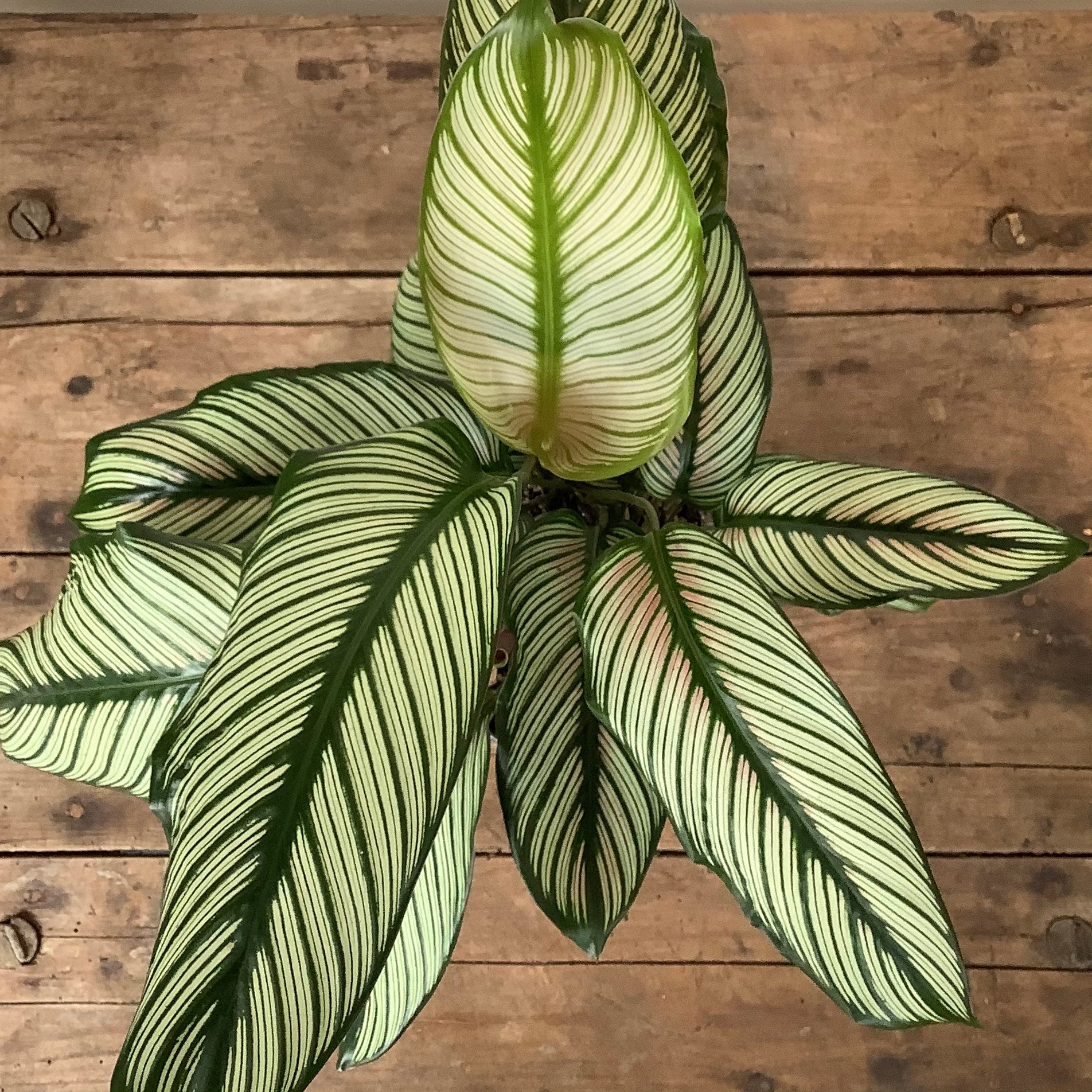 6&quot; Calathea Whitestar - MIKAFleurPlants