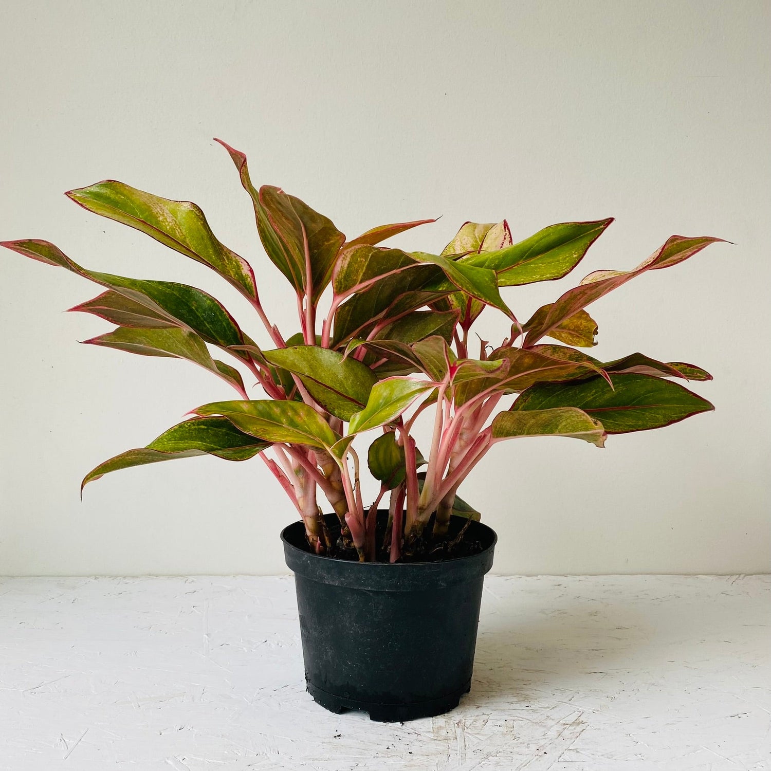 6&quot; Chinese Evergreen(Aglaonema &quot;Red siam&quot;) - MIKAFleurPlant