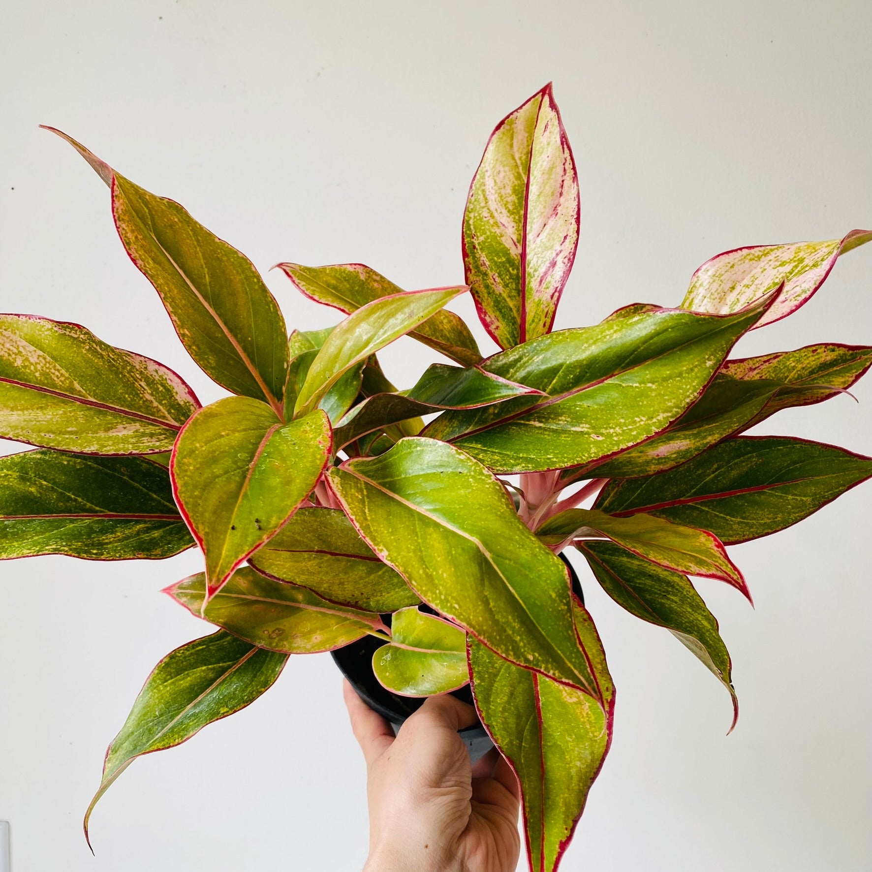 6&quot; Chinese Evergreen(Aglaonema &quot;Red siam&quot;) - MIKAFleurPlant