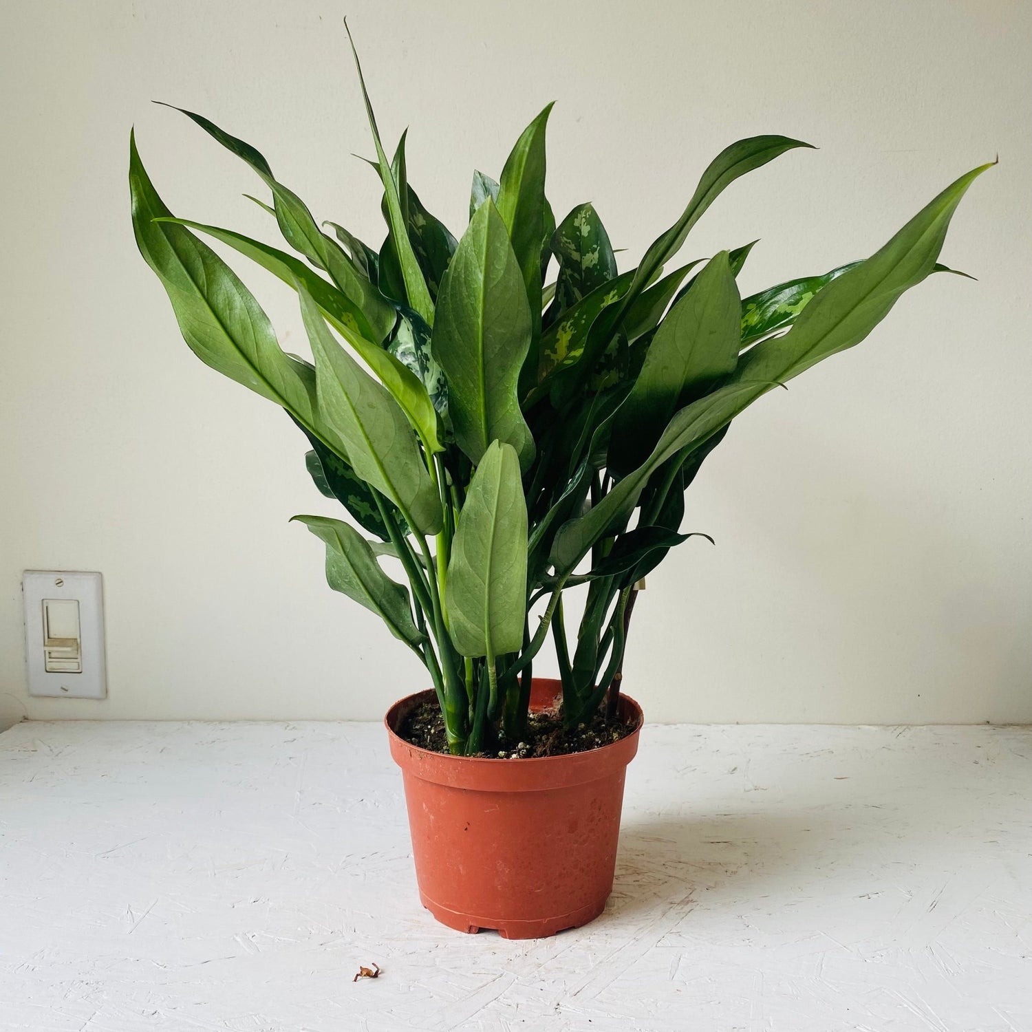 6&quot; Chinese Evergreen - MIKAFleurPlant