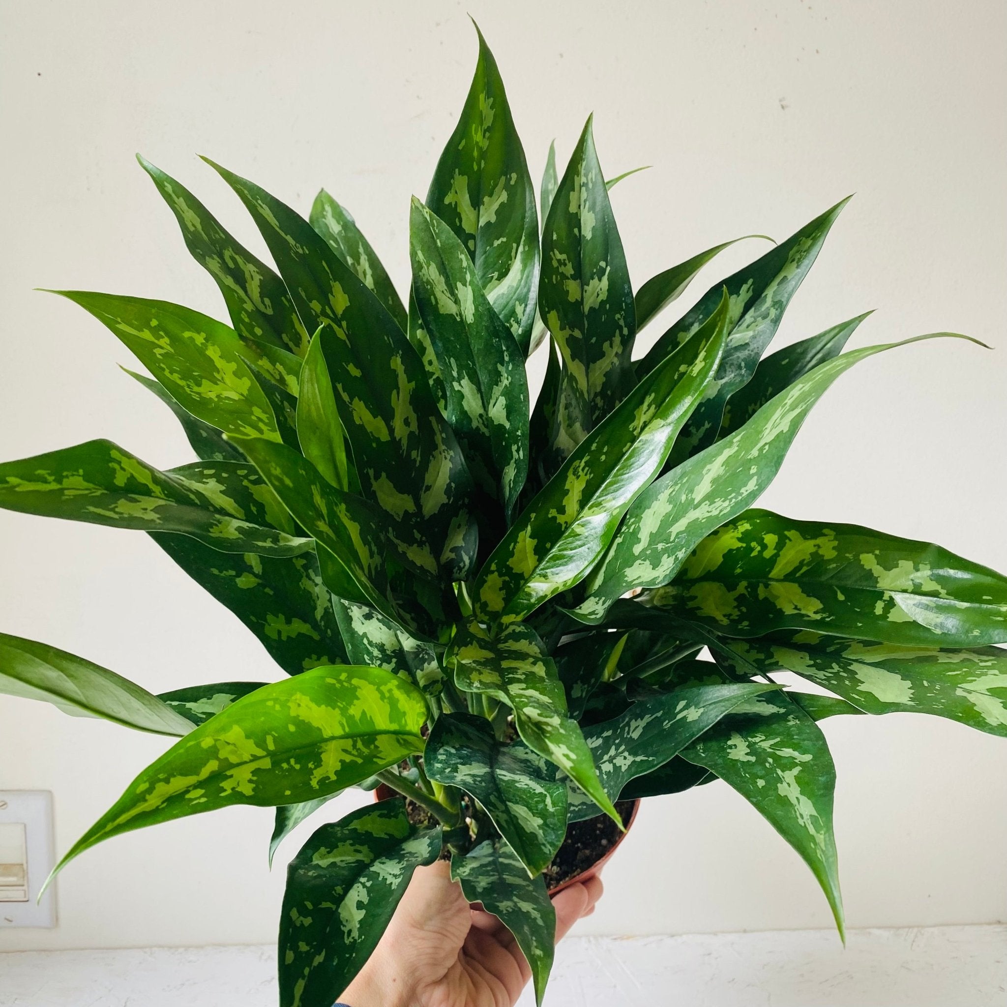 6&quot; Chinese Evergreen - MIKAFleurPlant