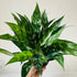 6" Chinese Evergreen - MIKAFleurPlant