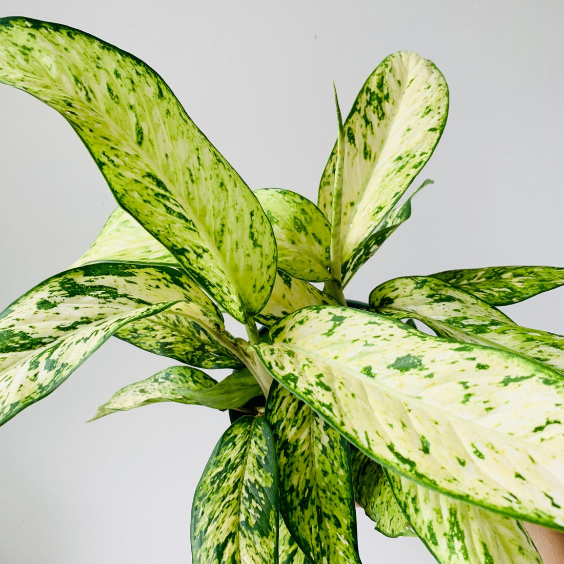 6&quot; Dieffenbachia - MIKAFleur