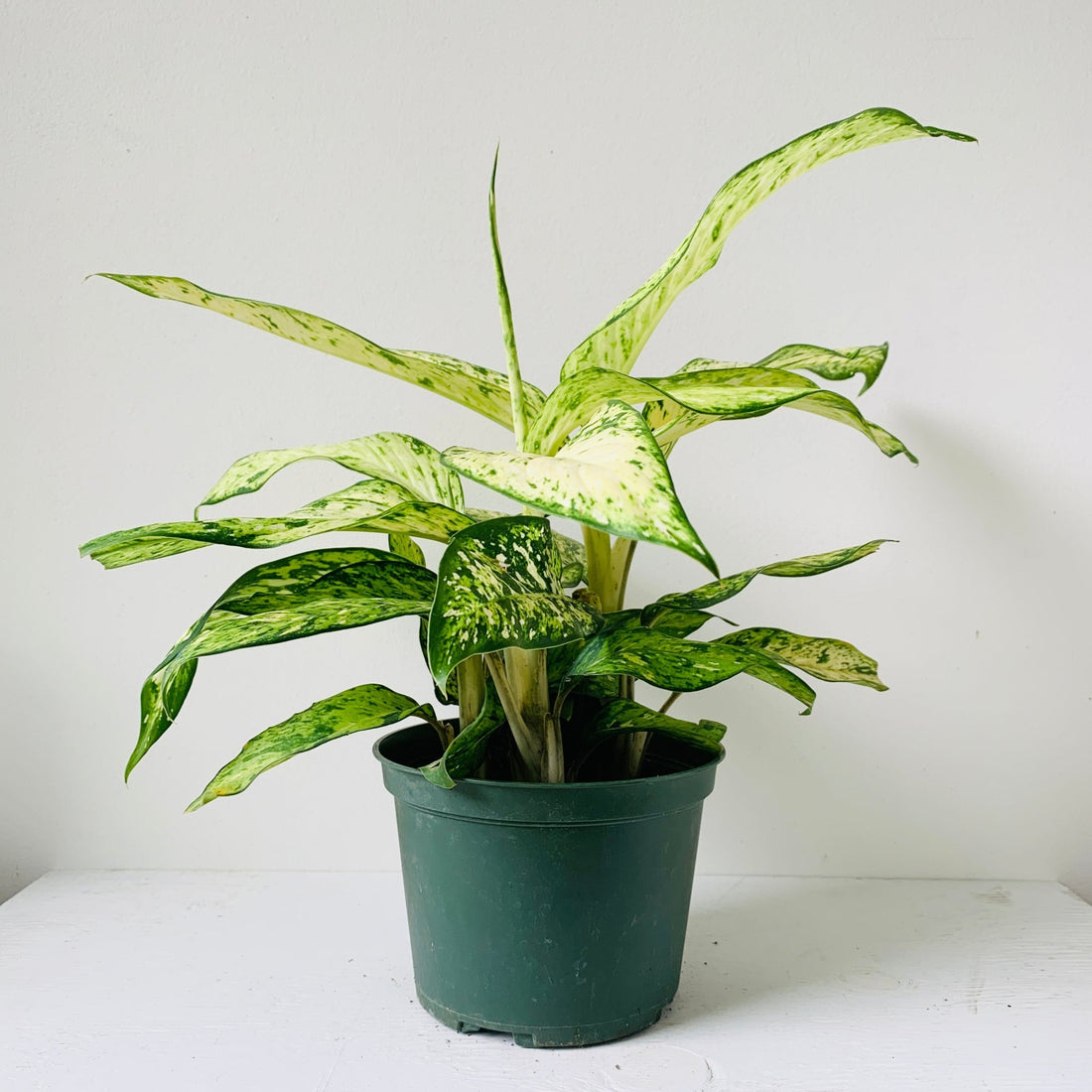 6&quot; Dieffenbachia - MIKAFleur