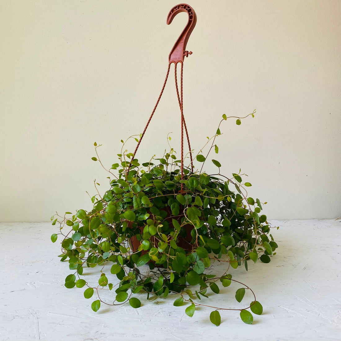 6&quot; HB wire vine - MIKAFleurPlant