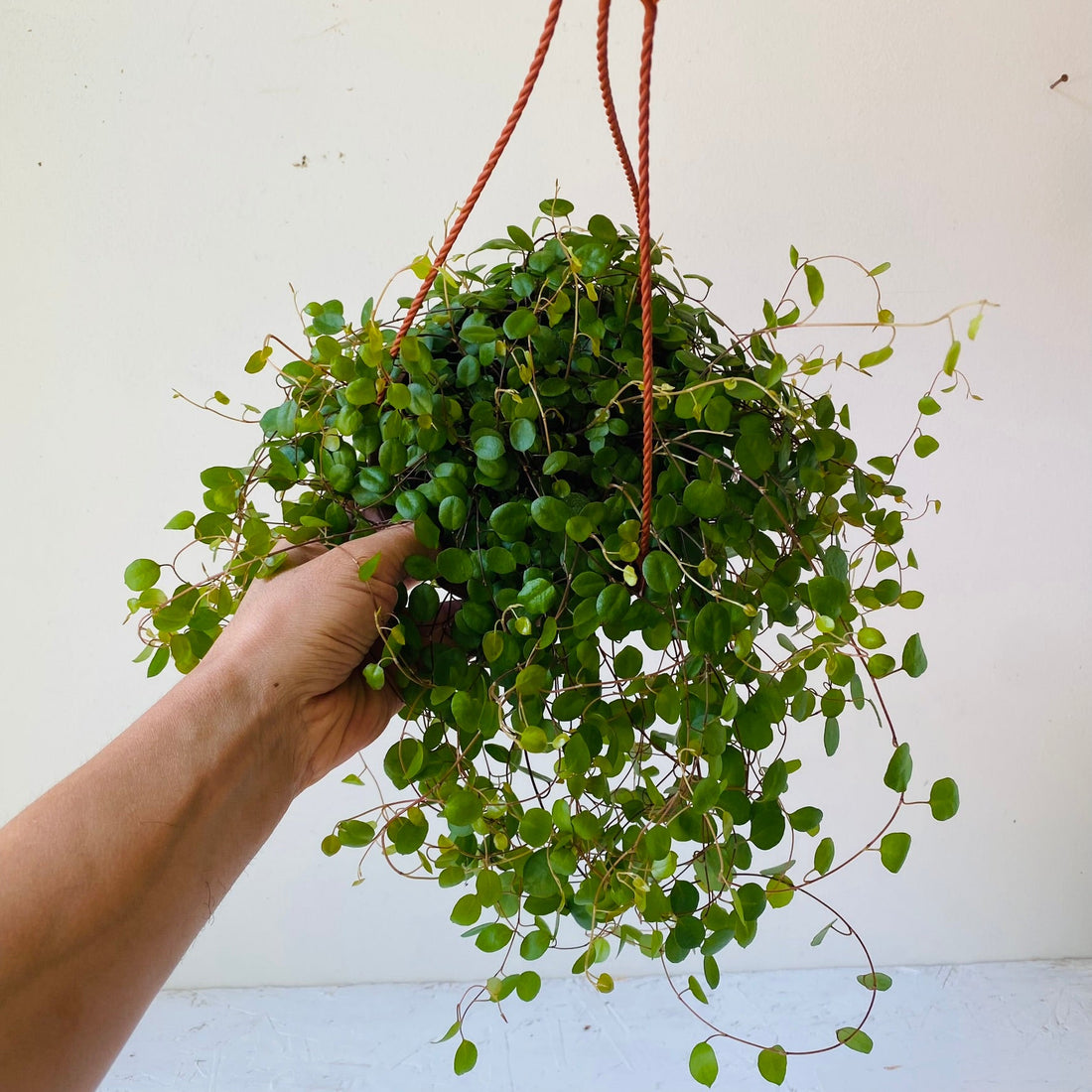 6&quot; HB wire vine - MIKAFleurPlant