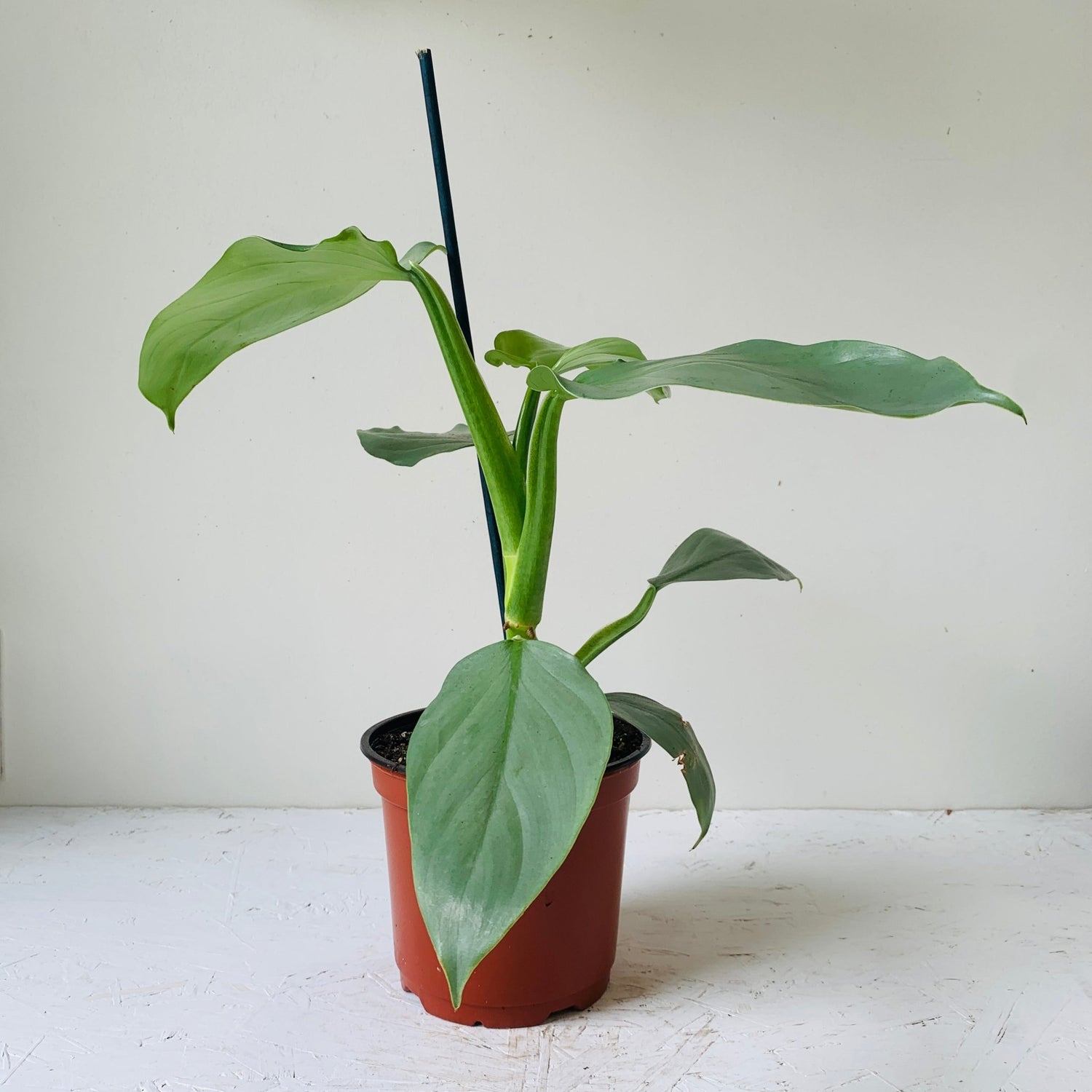 6&quot; Philodendron Silver Sword - MIKAFleurPlant