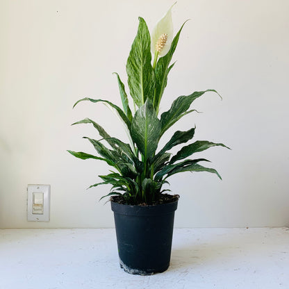 6&quot; Variegatred Peace lily - MIKAFleur