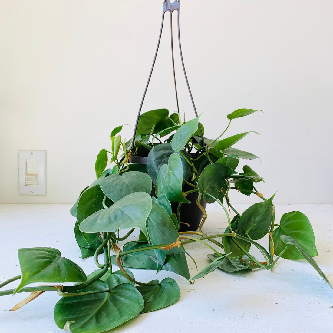 6.5” Hanging Pot Philodendron Hederaceum Heartleaf - MIKAFleurPlant