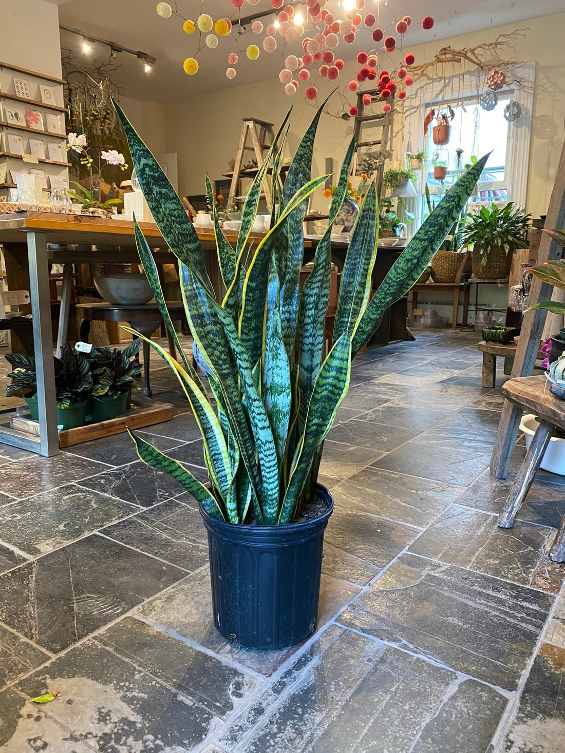 9&quot; Sansevieria Lourentii - MIKAFleurPlant