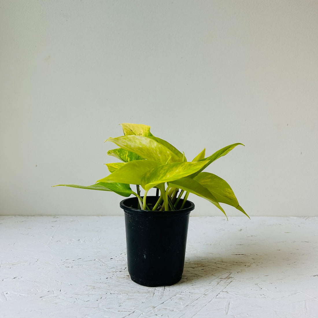 3.5&quot; Pothos Teruno Kaguya Lemine